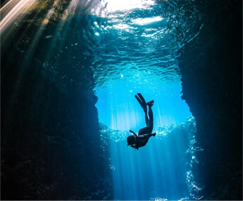 , Black Birds Transport